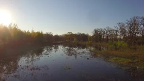 Fly to old tree in middle of lake or river overgrown or overflowed in spring  Stock Footage 75040923