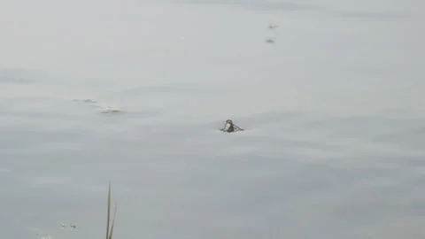 A fly or horsefly on the surface of the water Video stock 254402007