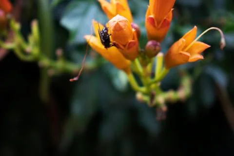 Fly at orange flower Foto stock