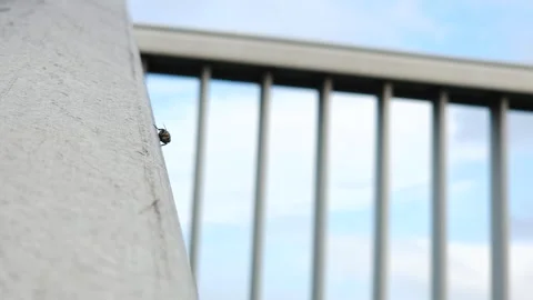 Fly is outside and staying Vídeos de archivo 274470404