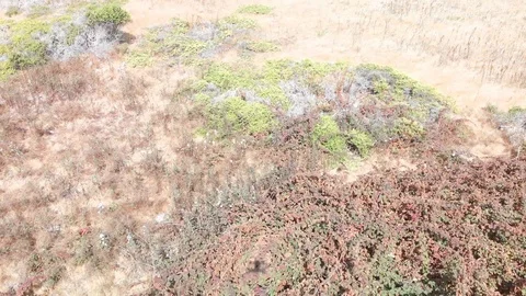 Fly ove a conservation area Stock Footage 95057639