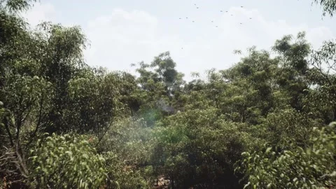 Fly over Australian trees 3d animation Stock Footage 183348381