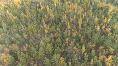 Fly over autumn colour forest 1810631202 1 Stock-Footage 128904209