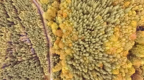 Fly over autumn forest Stock Footage 68792681