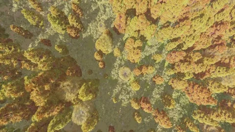 Fly over autumn forest Stock Footage 70214171