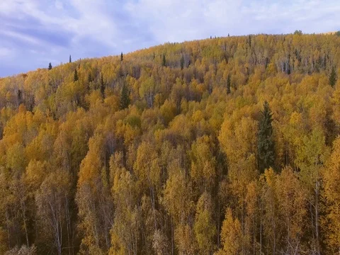 Fly over autumn forest Stock Footage 80327155