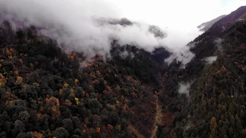 Fly over autumn forest Video stock 122161370