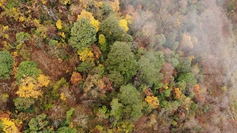 Fly over autumn forest Stock Footage