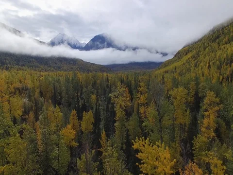Fly over autumn trees and mountain with fog Stock Footage 80327042