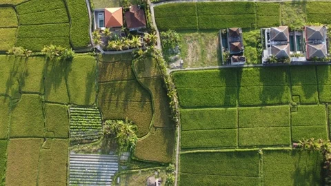 Fly over Bali rice fields Stock Footage 257202653