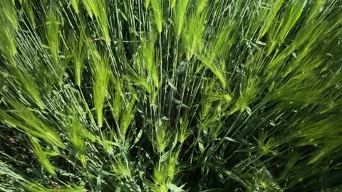 Fly over barley, close up Stock Footage 156596346