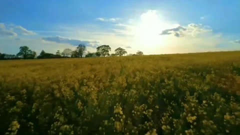 Fly over the beautiful yellow Stock Footage 149254531