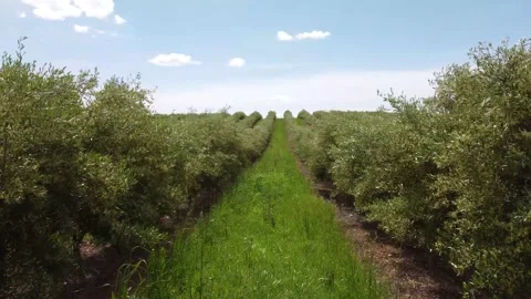 Fly over &amp; between olive trees on a field near Pernes, Portugal 4K Video stock 154468214