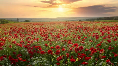 Fly over big spring meadow of poppies flower.  Stock Footage 295340889