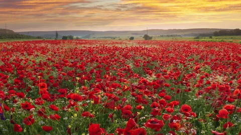 Fly over big spring meadow of poppies flower.  動画素材 295341628