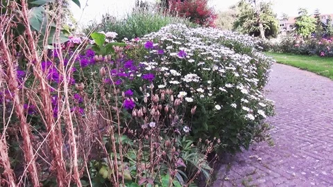 Fly over the blooming asters Stock Footage 120030719