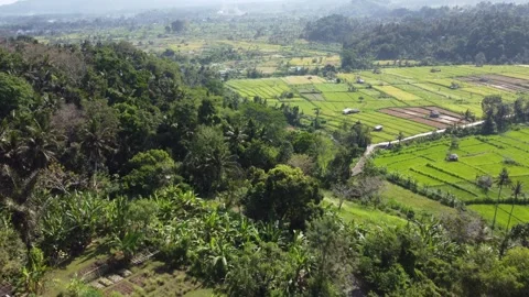 Fly over Bukit Cinta rice fields Stock Footage 257202029