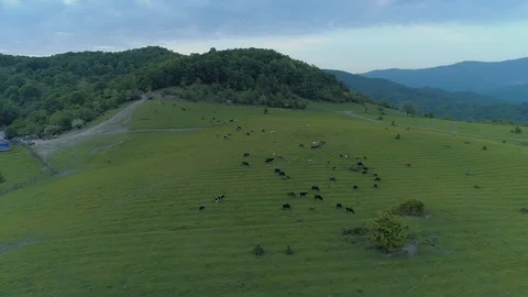 Fly over the bunch of cows at alpine meadow Stock Footage 109120760