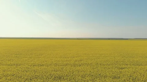 Fly over canola field Stock Footage 89509706