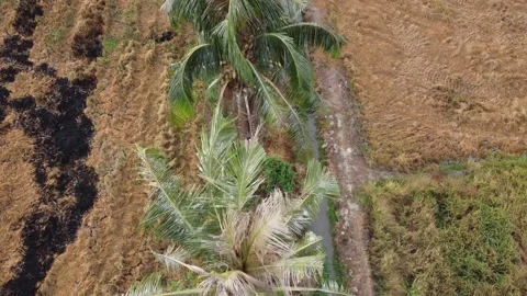Fly over coconut in a row Stock Footage 197013454