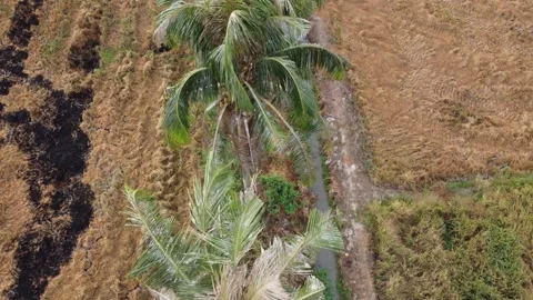 Fly over coconut in a row Stock Footage 321389992