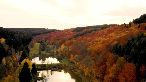 Fly over Coloured Forest 4k Stock Footage 116663830