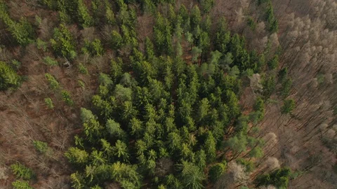 Fly over the colourful trees in a wood. Tops of a fir trees. Stock Footage 128499028