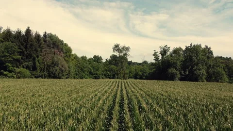 Fly over a cool corn field in mid summer 스톡 동영상 138112048