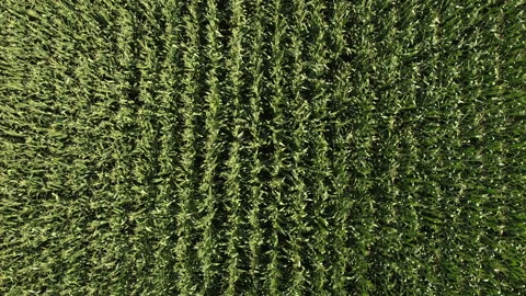Fly over a cool corn field in mid summer Vidéo 138342342