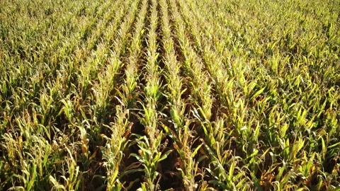 Fly over a corn field Stock Footage 161152394