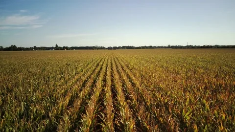 Fly over a corn field Stock Footage 161152580
