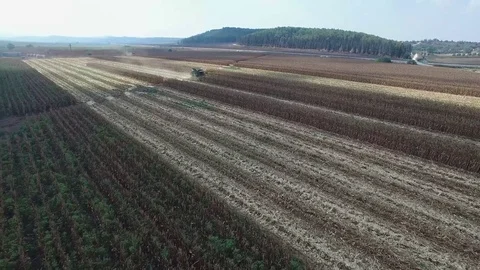 Fly over a Corn field at harvest Video stock 79110639