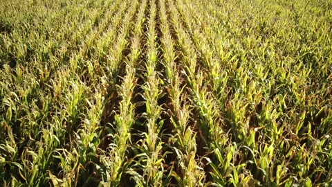 Fly over a corn field,  at low altitude Stock Footage 161152512