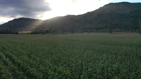 Fly over corn field with mountain backdrop in Autumn Stock Footage 162337877