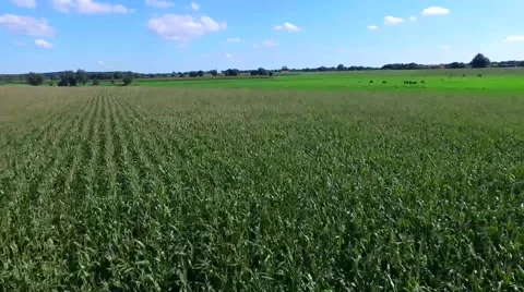 Fly over cornfield with drone Stock Footage 54600789