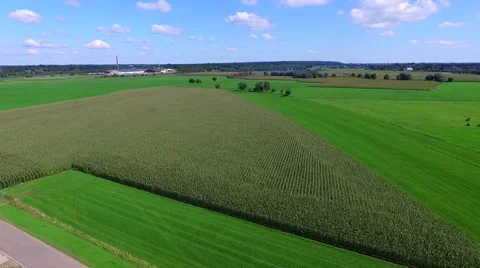 Fly over cornfield in dutch landscape Stock Footage 54601517