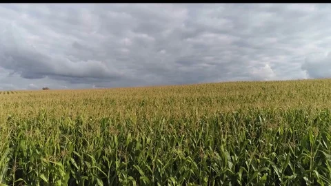 Fly over cornfield , middle plan Stock Footage 81942768