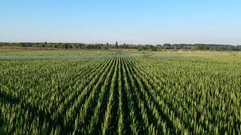 Fly over a cornfield while being watered Stock Footage 134007444