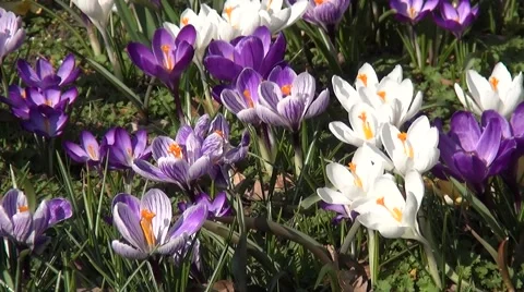 Fly over the crocuses in the spring Stock Footage 47789531