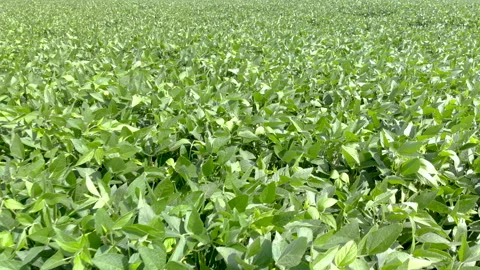 Fly over crops of soy bean plants. Agriculture field in Brazil Stock Footage 146509956