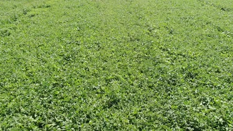 Fly over crops of soy bean plants. Agriculture field in Russia Stock Footage 158219350