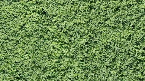 Fly over crops of soy bean plants. Agriculture field in Russia Stock Footage 158222991