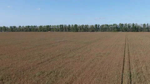 Fly over crops of soy bean plants. Agriculture field in Russia Stock Footage 158225401