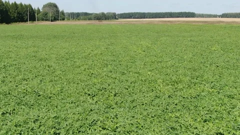 Fly over crops of soy bean plants. Agriculture field in Russia Stock Footage 158228015