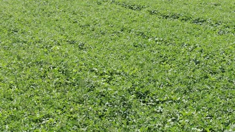 Fly over crops of soy bean plants. Agriculture field in Russia Stock Footage 158229558