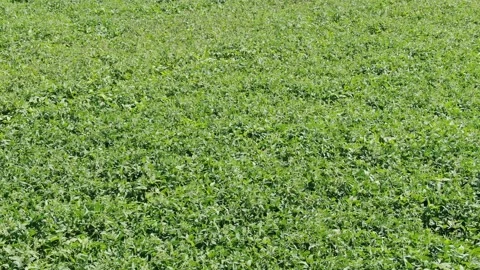 Fly over crops of soy bean plants. Agriculture field in Russia Stock Footage 158255017