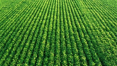 Fly over crops of soya bean plants. Stock Footage 138302447