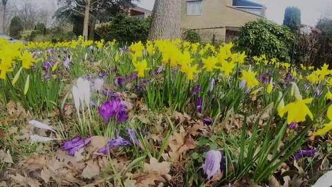 Fly over the daffodils in the street Stock Footage 104041002