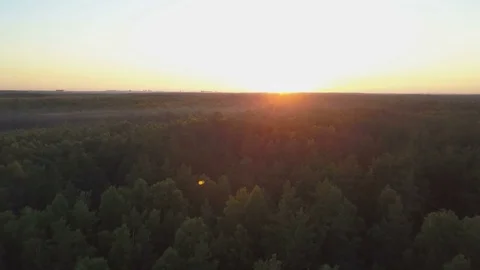 Fly over a deep forest on golden hour Stock Footage 79091723