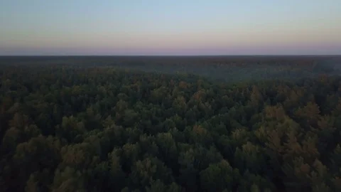 Fly over a deep forest on golden hour Stock Footage 79091751